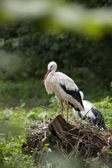 stork