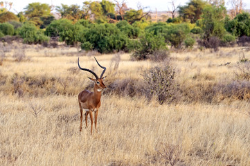 Impala gazelle