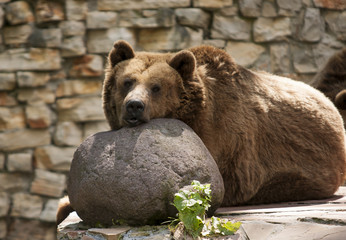 resting bear