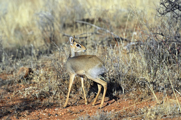 Gazelle Dik Dik