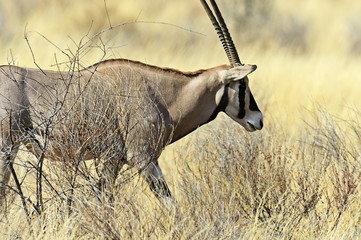 Oryx gazella