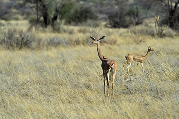Gazelle Gerenuk