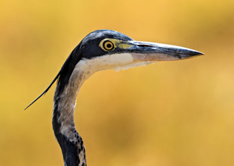 Heron