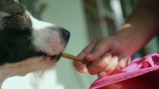 Feeding a Dog from the Hand. Closeup.