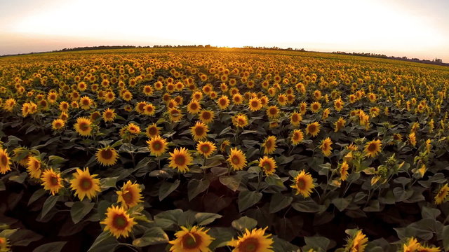 AERIAL: Flight over the sunflower  field in sunset