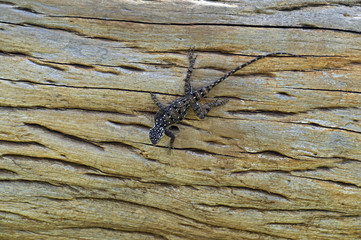Lizard