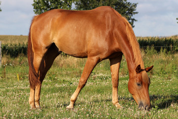 Naklejka na ściany i meble brown horse on the pasture