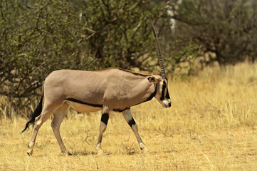 Naklejka na ściany i meble Gemsbok antelope