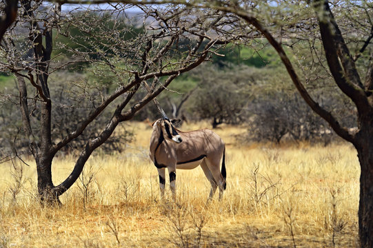 Gemsbok antelope © kyslynskyy