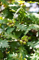 Green oak leaves and acorns