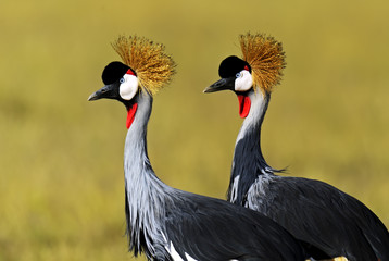 Crowned Crane