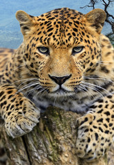 Leopard