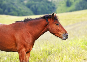 Fototapeta premium Horse