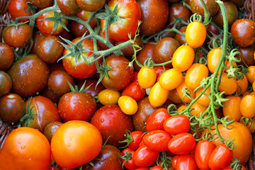 Colorful tomatoes in the basket