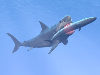 Fototapeta premium Megalodon shark eating blue whale - 3D render