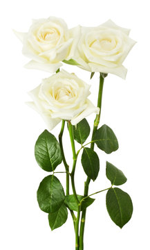 white roses isolated on the white background