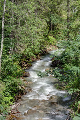 Fototapeta na wymiar Sommerfluss im Wald