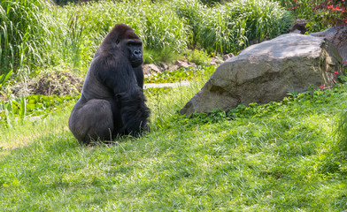 Naklejka premium Gorilla on grass