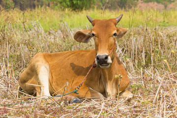 Naklejka na ściany i meble brown cow lying down on dry grass in sunshine