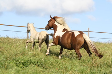 Ponette et son poulain