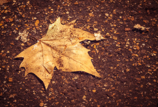 Lonely leaf