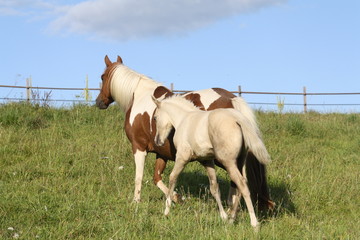 Au trot avec son poulain