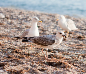 Fototapeta premium seagulls on the beach