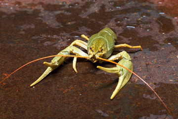 Live crayfish