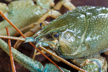 Live crayfish close up