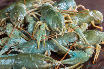 Heap live crayfish