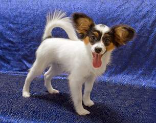 Papillon Puppy