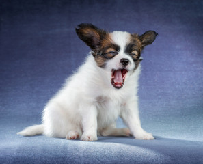 Papillon puppy yawning