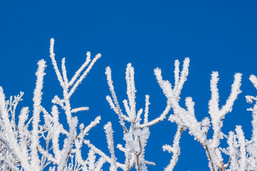 Closeup of branches of a snow winter tree