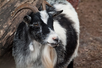 Goat portrait