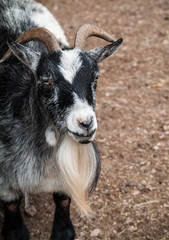 Goat portrait