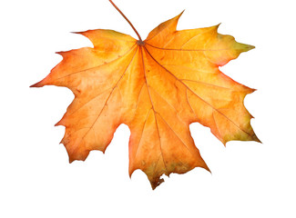 Autumn maple branch with leaves isolated on a white background