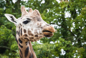 Giraffe © Alexandra King