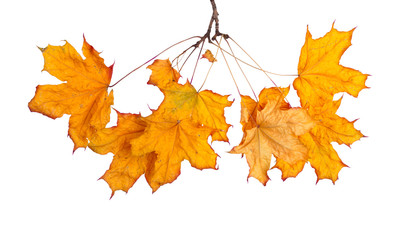 Autumn maple branch with leaves isolated on a white background