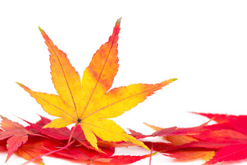 Herbstlaub vor weißem Hintergrund