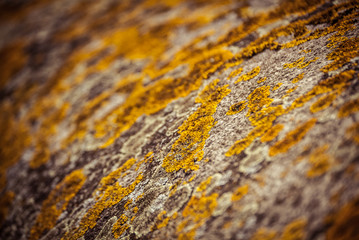 Lichen