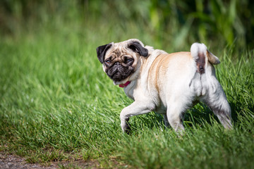 Mops blick nach hinten