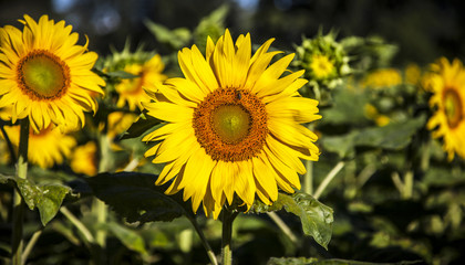 Sunflower