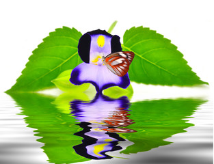 Butterfly on  Flower