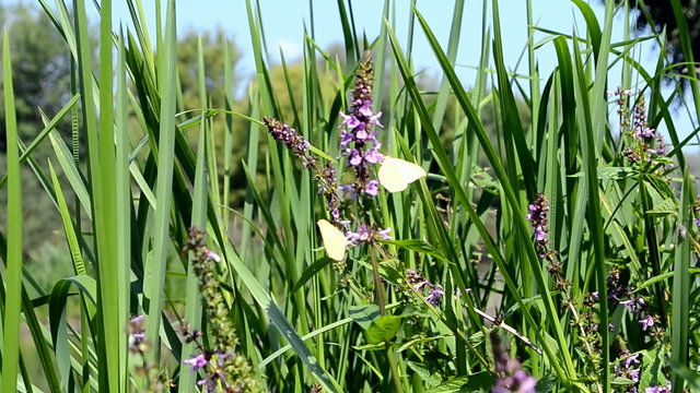 butterfly on the purple flowers closeup under wind breeze, summer windy seasonal environment, nature wildflowers diversity