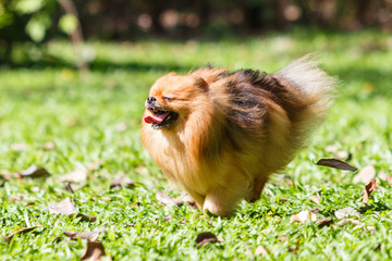 Pomeranian dog running on green grass in the garden