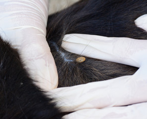 an  adult tick on the dog  fur