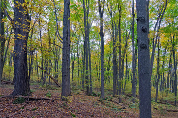 Fall's colorful trees