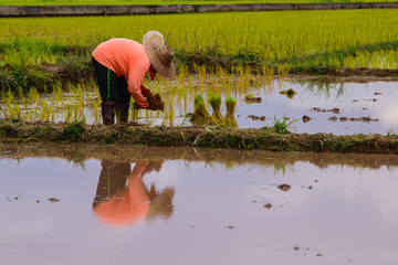 Farmer planting on the paddy rice farmland