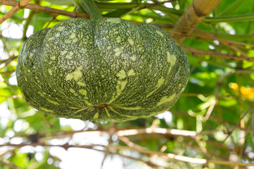Thailand s pumpkin farmers which crop to grow hanging on bamboo
