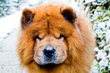 cane chow-chow color fulvo nella neve